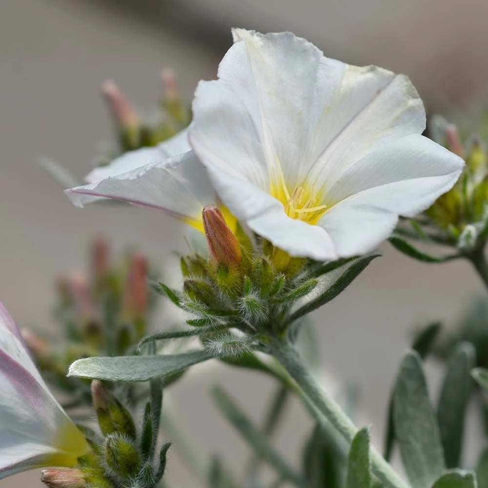 Convolvulus Cneorum 4.5 Litre 1 Convolvulus Cneorum 4.5 Litre