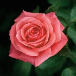 Patio Standard Rose Mixed 5 Litre 7 Patio Standard Rose Mixed 5 Litre -Greeny Sales 00040196 Showtime by Noack