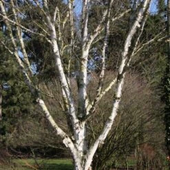 Betula Utilis 'Snow Queen' 12 Litre