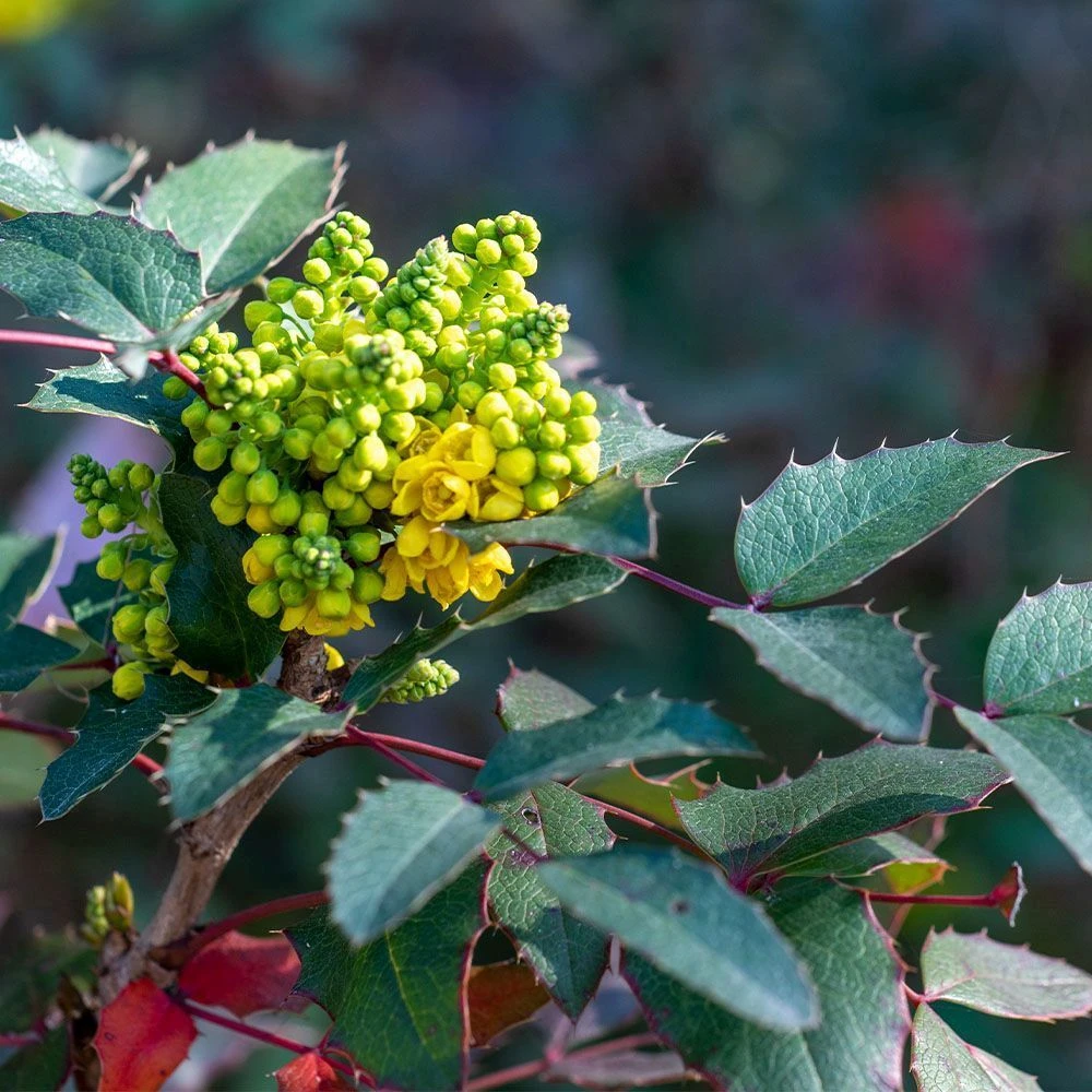 Mahonia Bealei 3 Litre