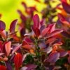 Berberis Thunbergii 'Fireball' 3 Litre