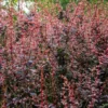 Berberis Thunbergii 'Rose Glow' 3 Litre