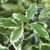 Ilex Aquifolium 'Handsworth New Silver' 3 Litre