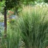 Panicum Virgatum 'Northwind' 3 Litre