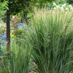 Panicum Virgatum 'Northwind' 3 Litre