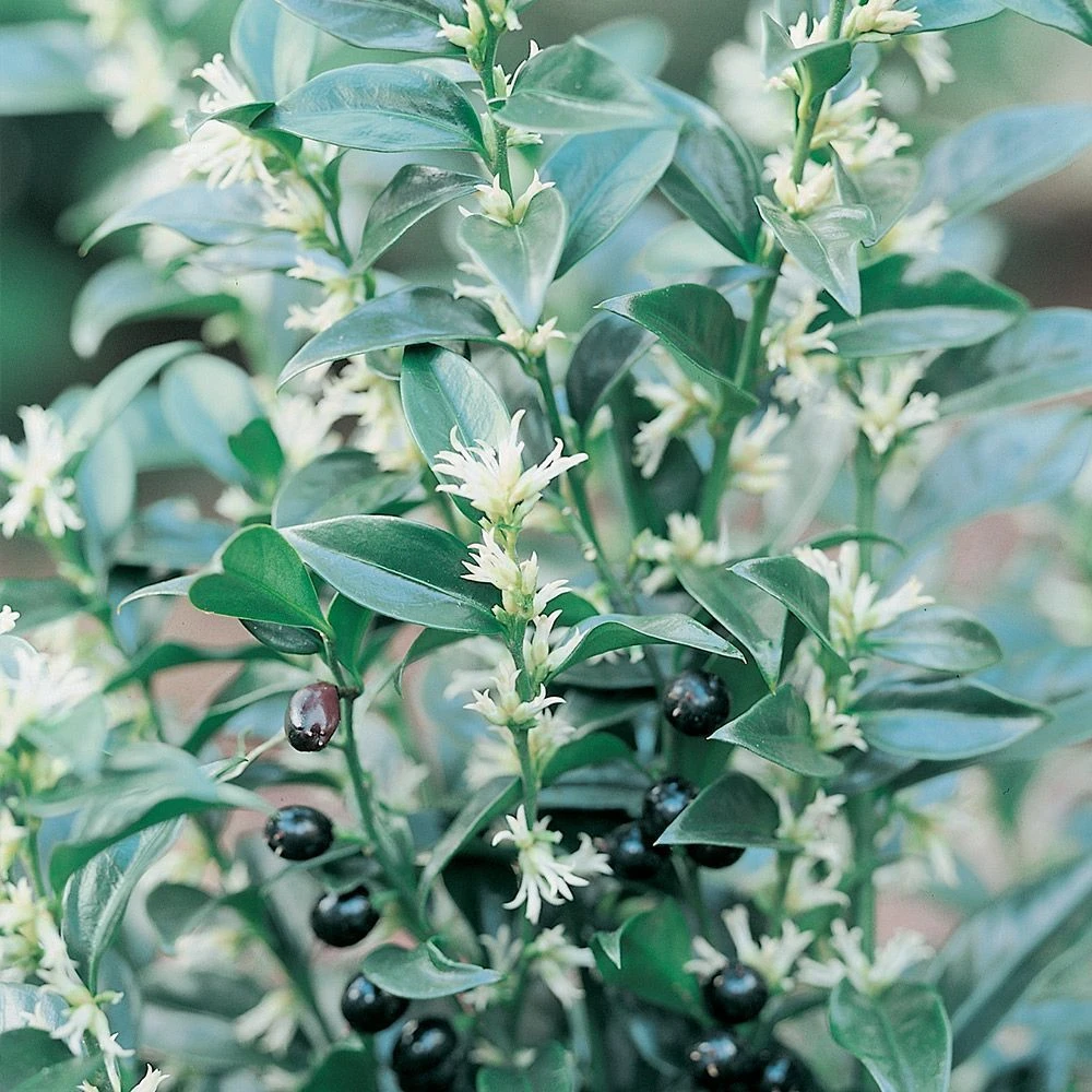 Sarcococca Confusa 2.5 Litre 1 Sarcococca Confusa 2.5 Litre