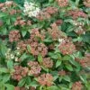 Viburnum Tinus 'Eve Price' 3 Litre