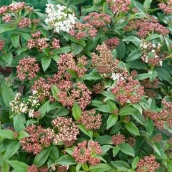 Viburnum Tinus 'Eve Price' 3 Litre