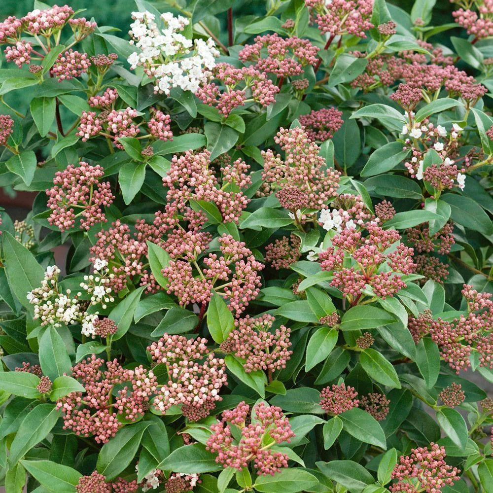 Viburnum Tinus 'Eve Price' 10 Litre 1 Viburnum Tinus 'Eve Price' 10 Litre