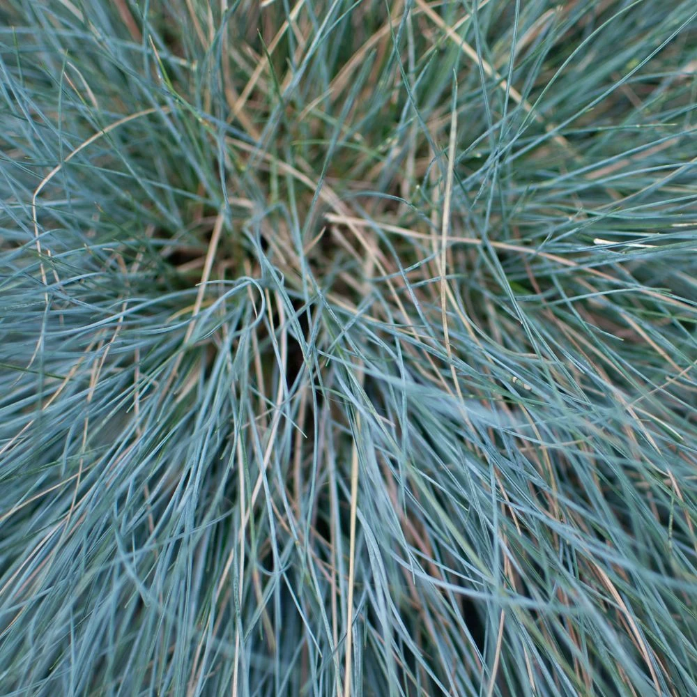 Festuca Glauca 'Intense Blue®' - 2 Litre 1 Festuca Glauca 'Intense Blue®' - 2 Litre