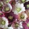 Harvington Helleborus Singles In Variety 2 Litre