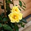 Patio Climbing Rose Mixed 5 Litre