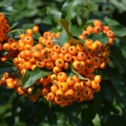 Pyracantha Saphyr 'Cadange' 3 Litre