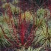 Cornus Alba 'Baton Rouge' 3 Litre
