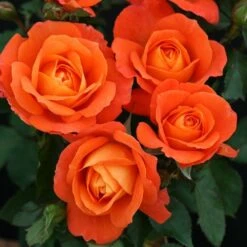 Patio Climbing Rose Mixed 5 Litre -Greeny Sales 00324196 SUPER TROUPER A