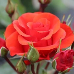 Patio Standard Rose Mixed 5 Litre