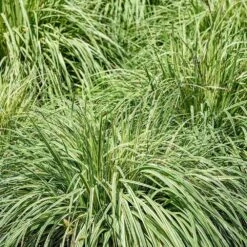 Carex Oshimensis 'Everlime' 3 Litre