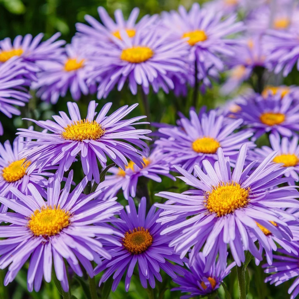 Aster Collection 3 Litre 1 Aster Collection 3 Litre