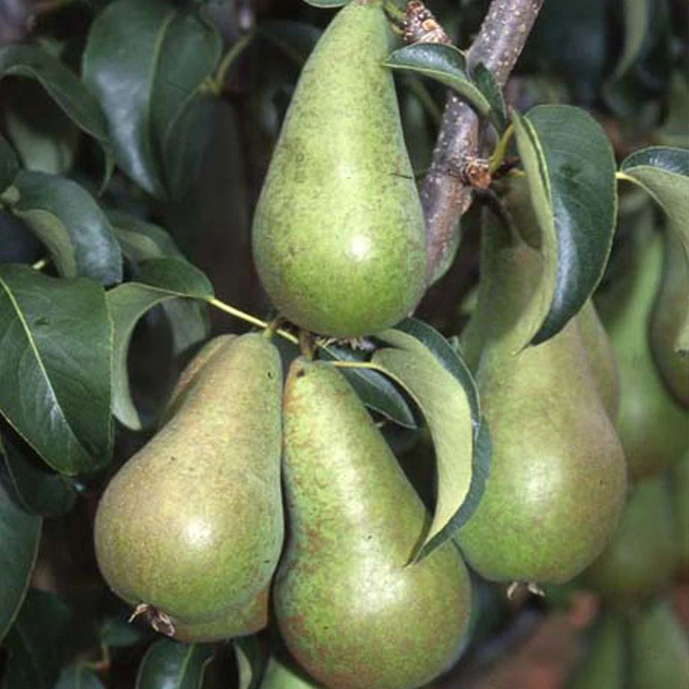 Pear Pyrus Concorde Bush 12 Litres 1 Pear Pyrus Concorde Bush 12 Litres