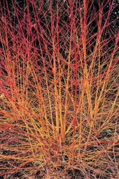 Cornus Sanguinea 'Midwinter Fire' 3 Litre -Greeny Sales 1004894620 20Cornus20sanguinea20Midwinter20Fire20HLS