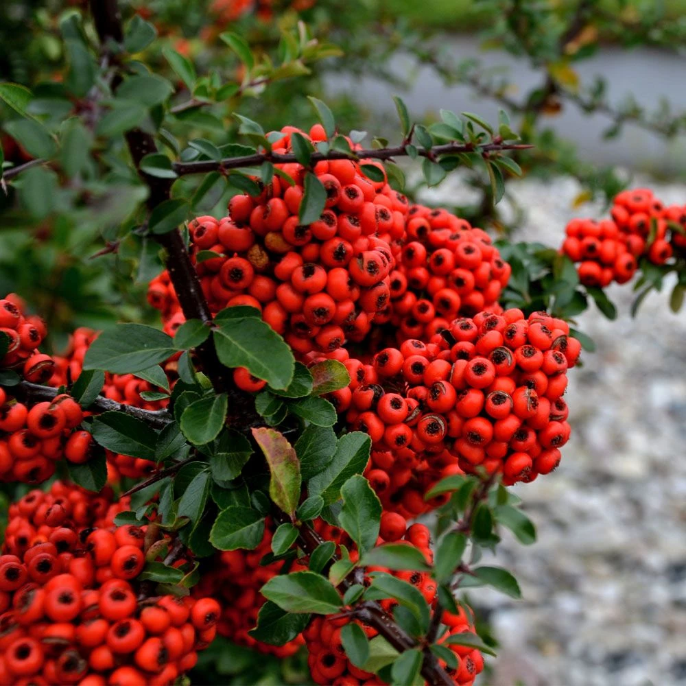 Pyracantha Saphyr 'Cadrou' 3 Litre 1 Pyracantha Saphyr 'Cadrou' 3 Litre