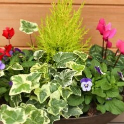 Autumn Cheerful Trough 38cm -Squire's Exclusive 5 Autumn Cheerful Trough 38cm -Squire's Exclusive -Greeny Sales 1008126420 20Autumn20Cheerful20Trough IMG 8000