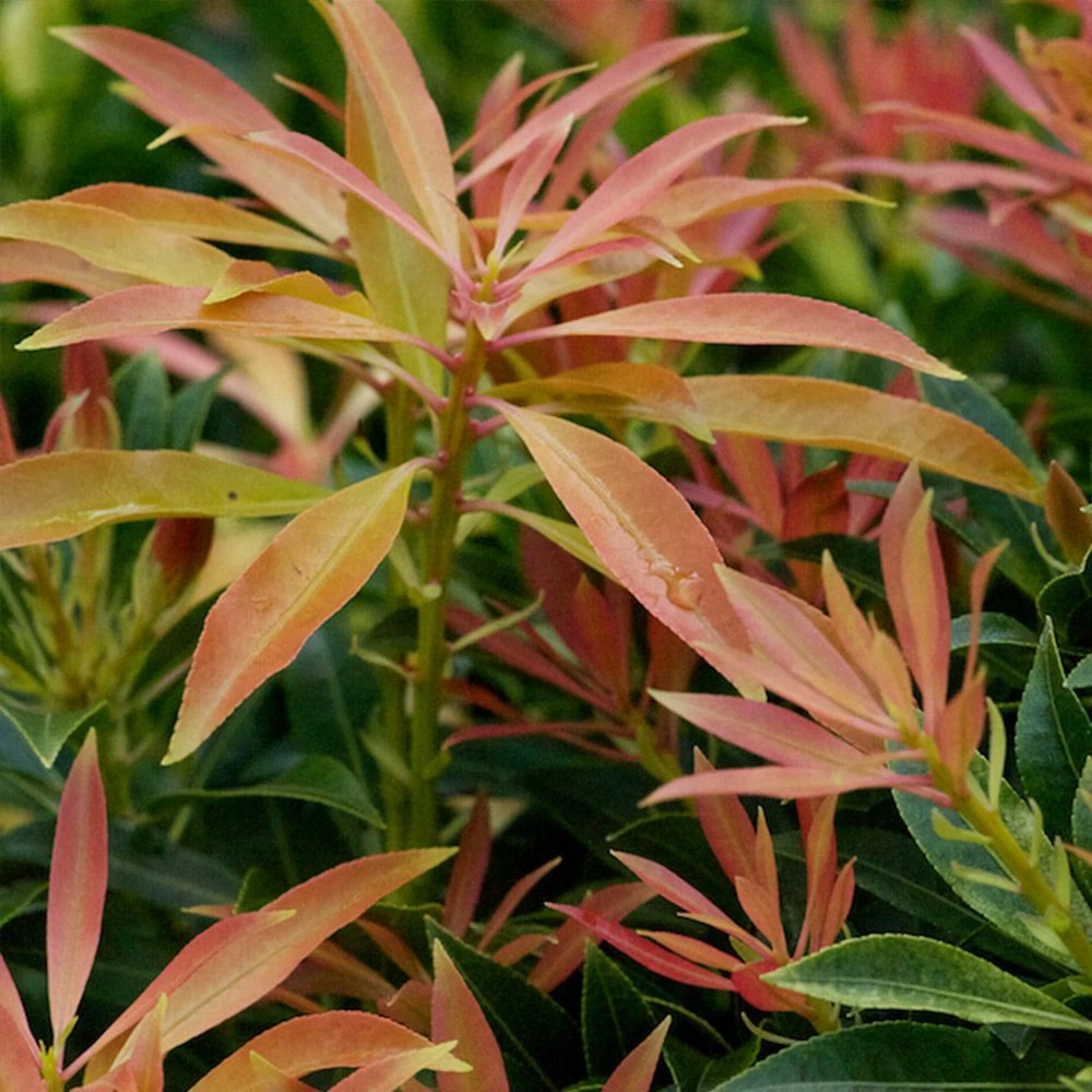 Pieris Japonica 'Forest Flame' 4.5 Litre 1 Pieris Japonica 'Forest Flame' 4.5 Litre