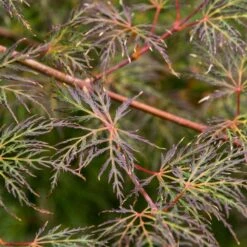 Acer Palmatum 'Emerald Lace' 5 Litre
