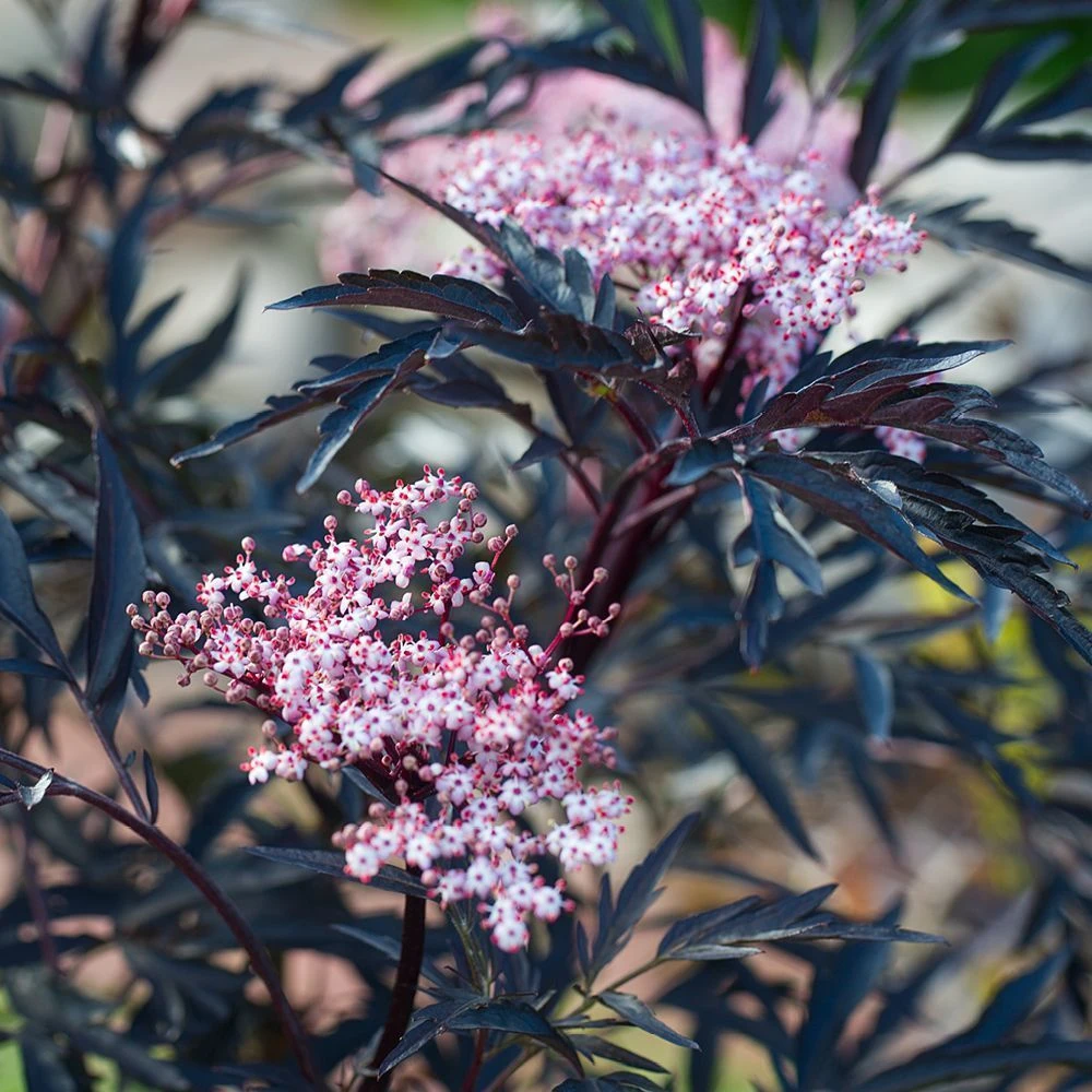 Sambucus Nigra 'Black Lace' 4.5 Litre 1 Sambucus Nigra 'Black Lace' 4.5 Litre