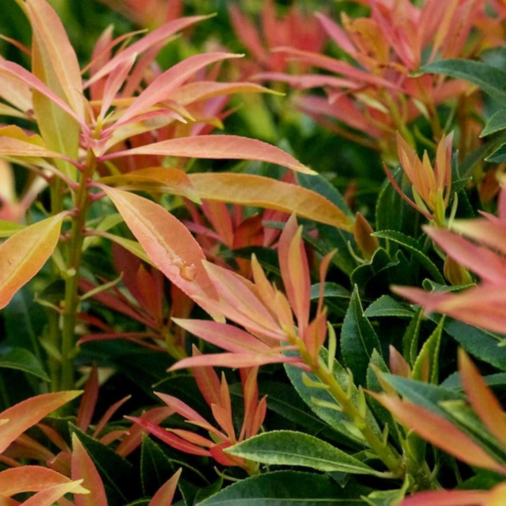 Pieris 'Forest Flame' 10 Litre 1 Pieris 'Forest Flame' 10 Litre