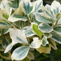 Euonymus Fortunei 'Silver Queen' 4.5 Litre