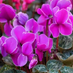 Cyclamen Hanging Pot 25 Cm -Greeny Sales 1010868820Cyclamen purple