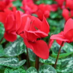Cyclamen Hanging Pot 25 Cm -Greeny Sales 1010868920Cyclamen red