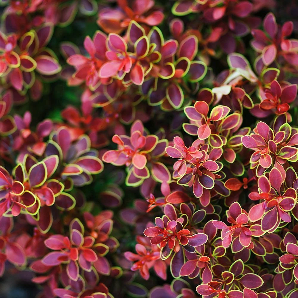 Berberis Thunbergii 'Admiration' 3 Litre 1 Berberis Thunbergii 'Admiration' 3 Litre