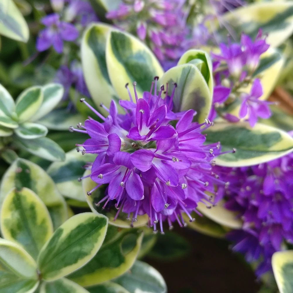 Hebe Addenda Classica Katrina 2 Litre 1 Hebe Addenda Classica Katrina 2 Litre