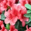 Azalea Japonica Mix 5 Litre