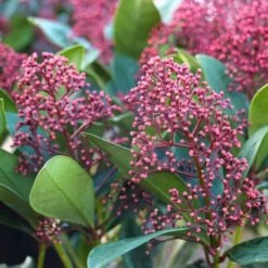 Skimmia Japonica 'Rubella' 5 Litre