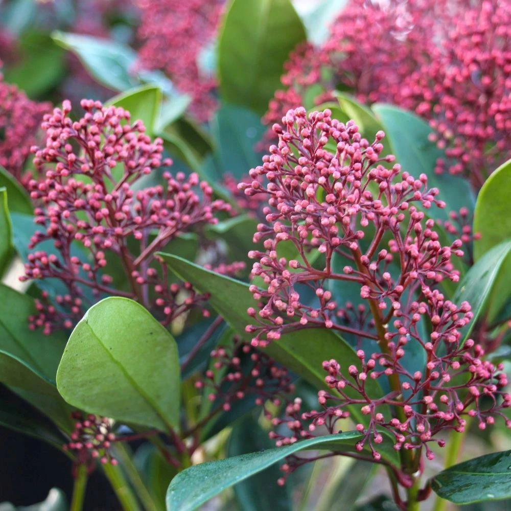 Skimmia Japonica 'Rubella' 2 Litre 1 Skimmia Japonica 'Rubella' 2 Litre