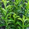 Euonymus Japonicus 'Green Spider' 2 Litre