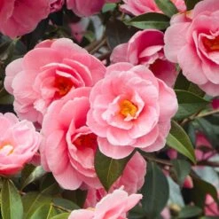 Camellia Mix 3 Litre