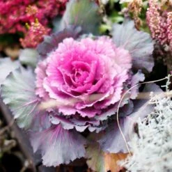 Ornamental Cabbage Mixed Jumbo 6 Pack