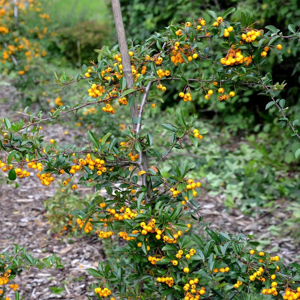 Pyracantha Saphyr 'Cadaune' 3 Litre