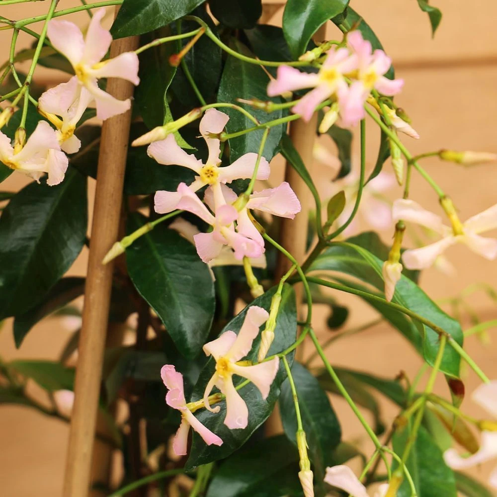 Trachelospermum 'Pink Showers' 3 Litre 1 Trachelospermum 'Pink Showers' 3 Litre
