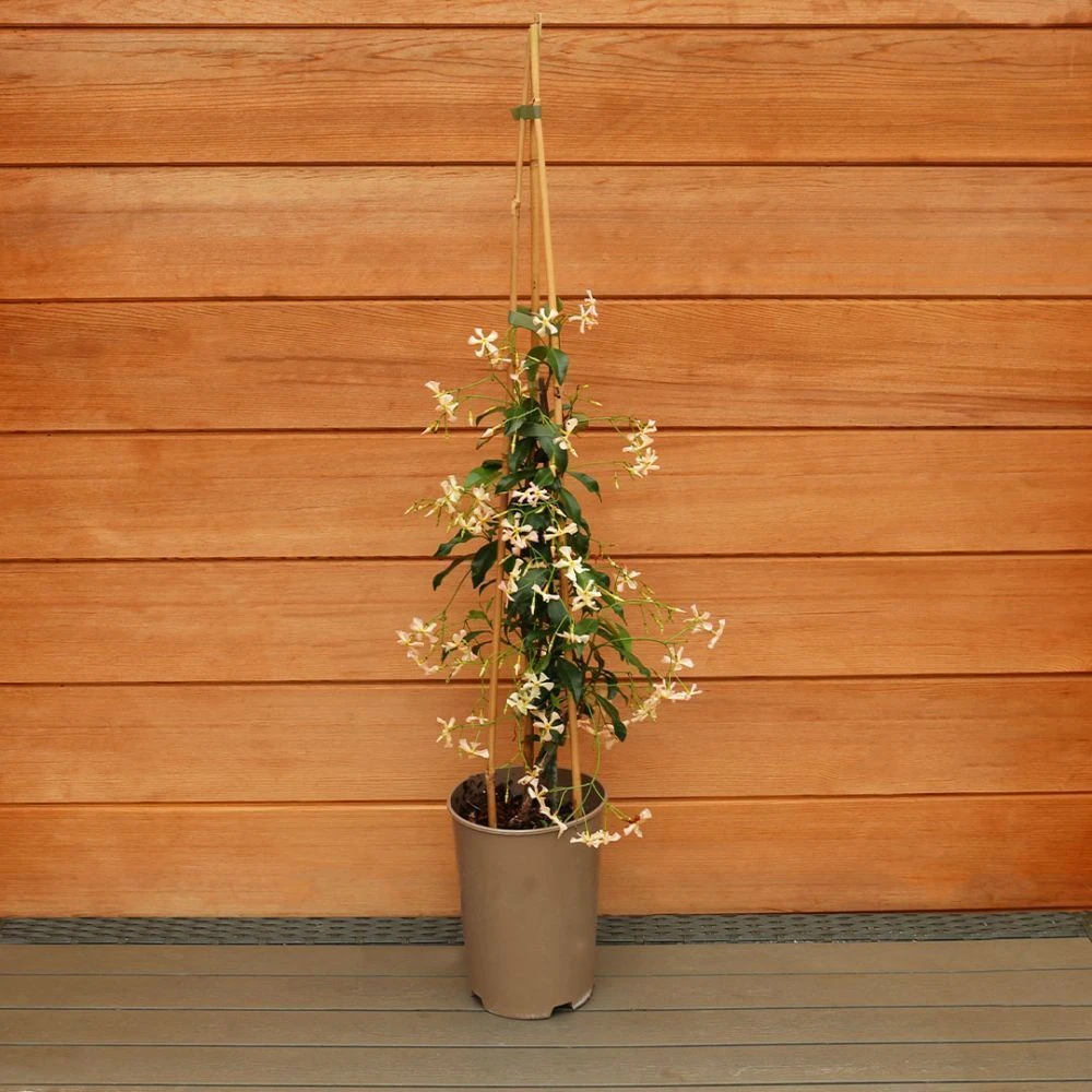 Trachelospermum 'Pink Showers' 3 Litre 2 Trachelospermum 'Pink Showers' 3 Litre - Image 2