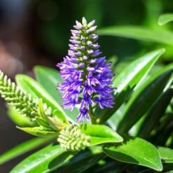 Hebe Addenda Donna Britta 2 Litre