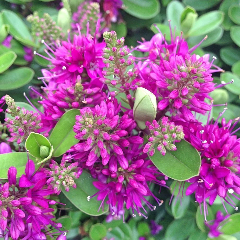 Hebe Addenda Donna Nikka 2 Litre 1 Hebe Addenda Donna Nikka 2 Litre