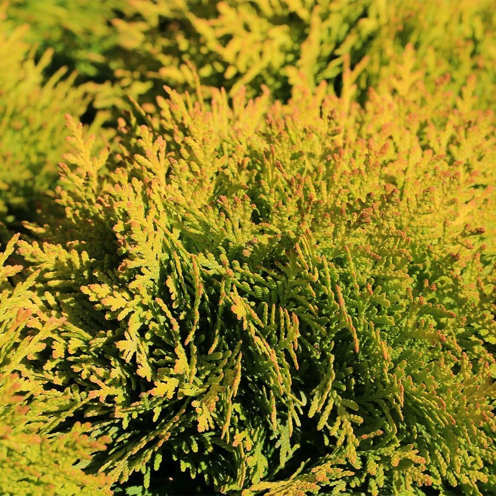 Thuja Occidentalis 'Jantar' 4.5 Litre 1 Thuja Occidentalis 'Jantar' 4.5 Litre