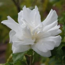 Hibiscus Syriacus 'White Chiffon' 4.5 Litre