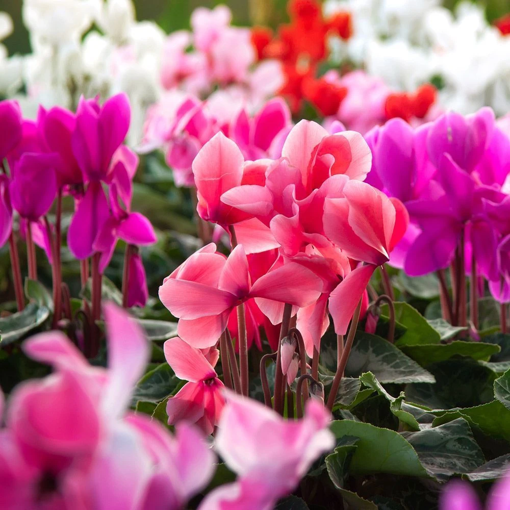 Cyclamen Bowl Cheerful Mix 33cm 1 Cyclamen Bowl Cheerful Mix 33cm