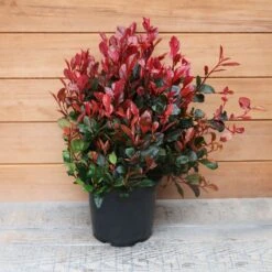 Photinia Fraseri 'Little Red Robin' Ball 5 Litre -Greeny Sales 1017175020 20Outdoor20Plants202023 Photinia201